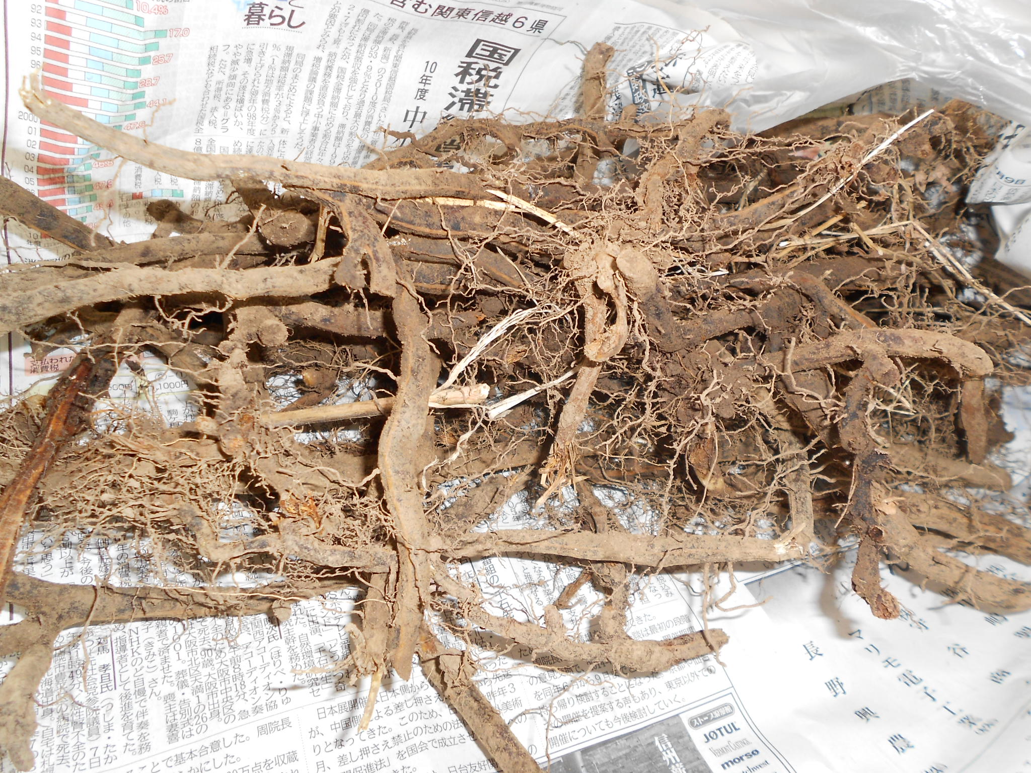 わらびの苗 001 たてしな屋ブログ